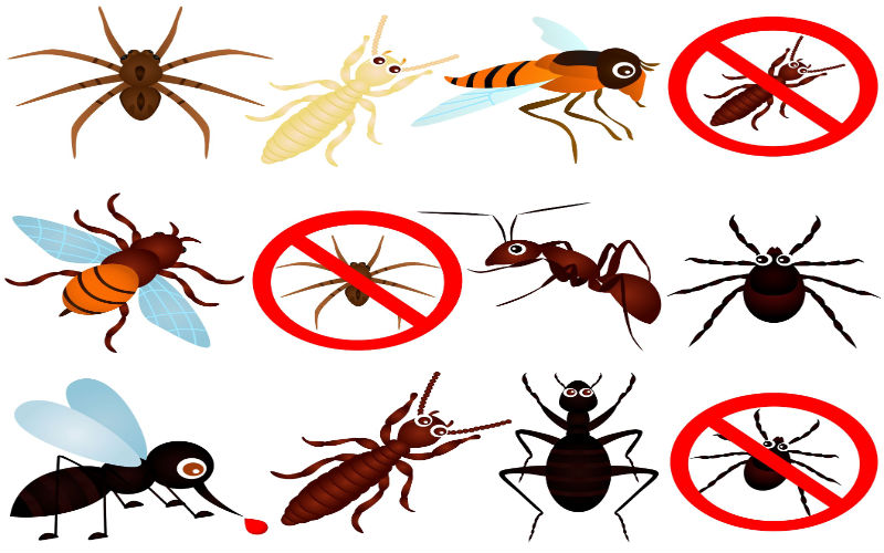Pasadena Exterminators Protect The Property From All Types Of Pests