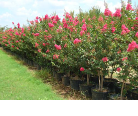 Visit Tree Farms in Austin to Get Started With the Planting of Elder Pines