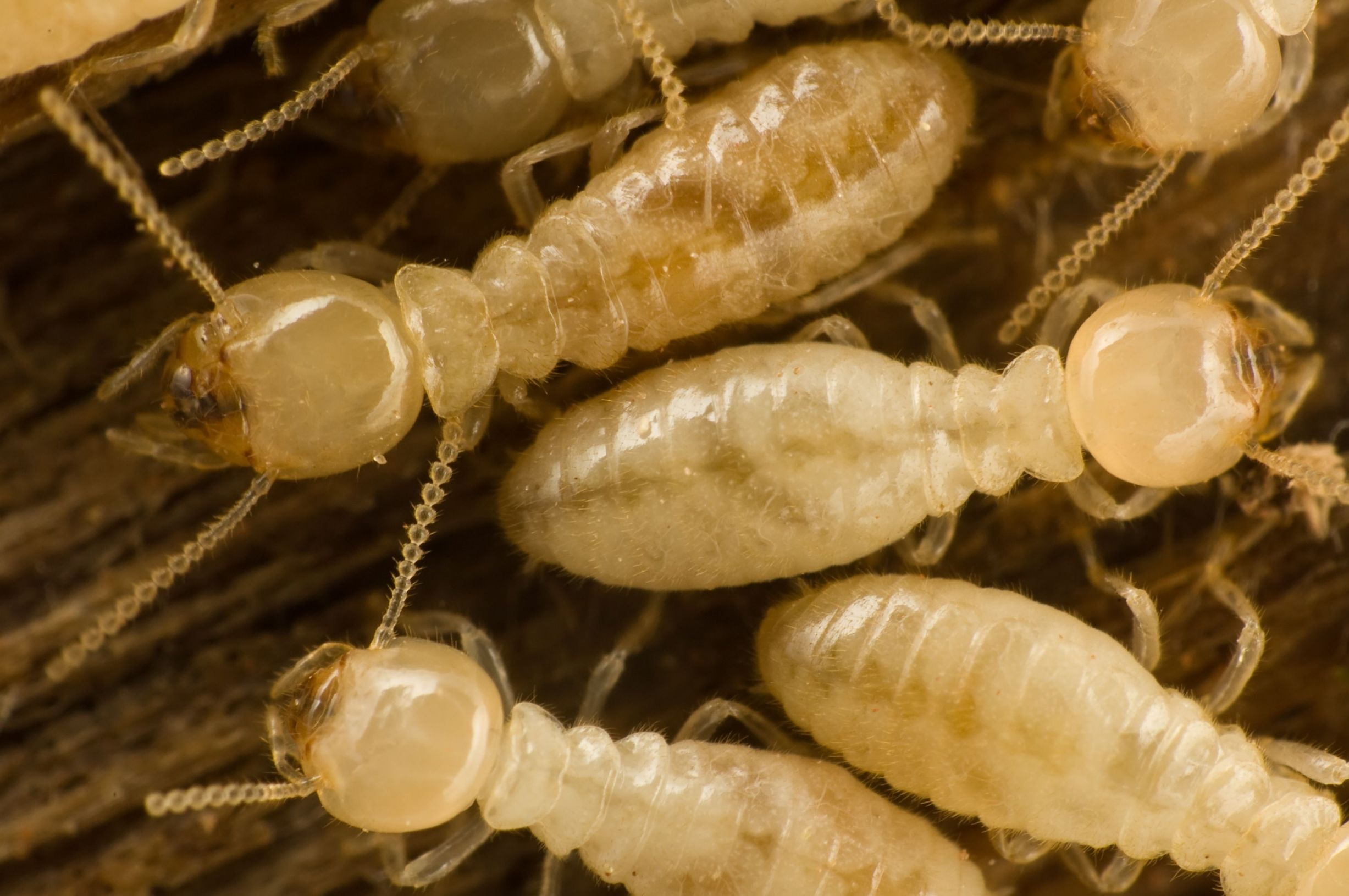 What are the Signs You Have Termites in Glen Burnie?