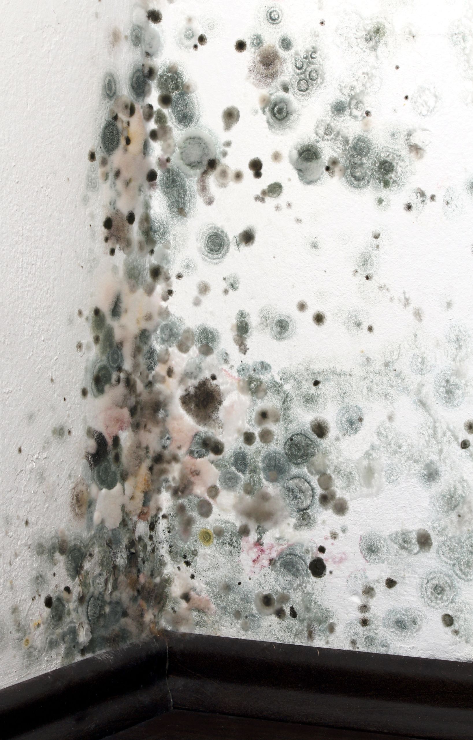 Take Care of Toxic Mold with Removal Services in Arlington VA