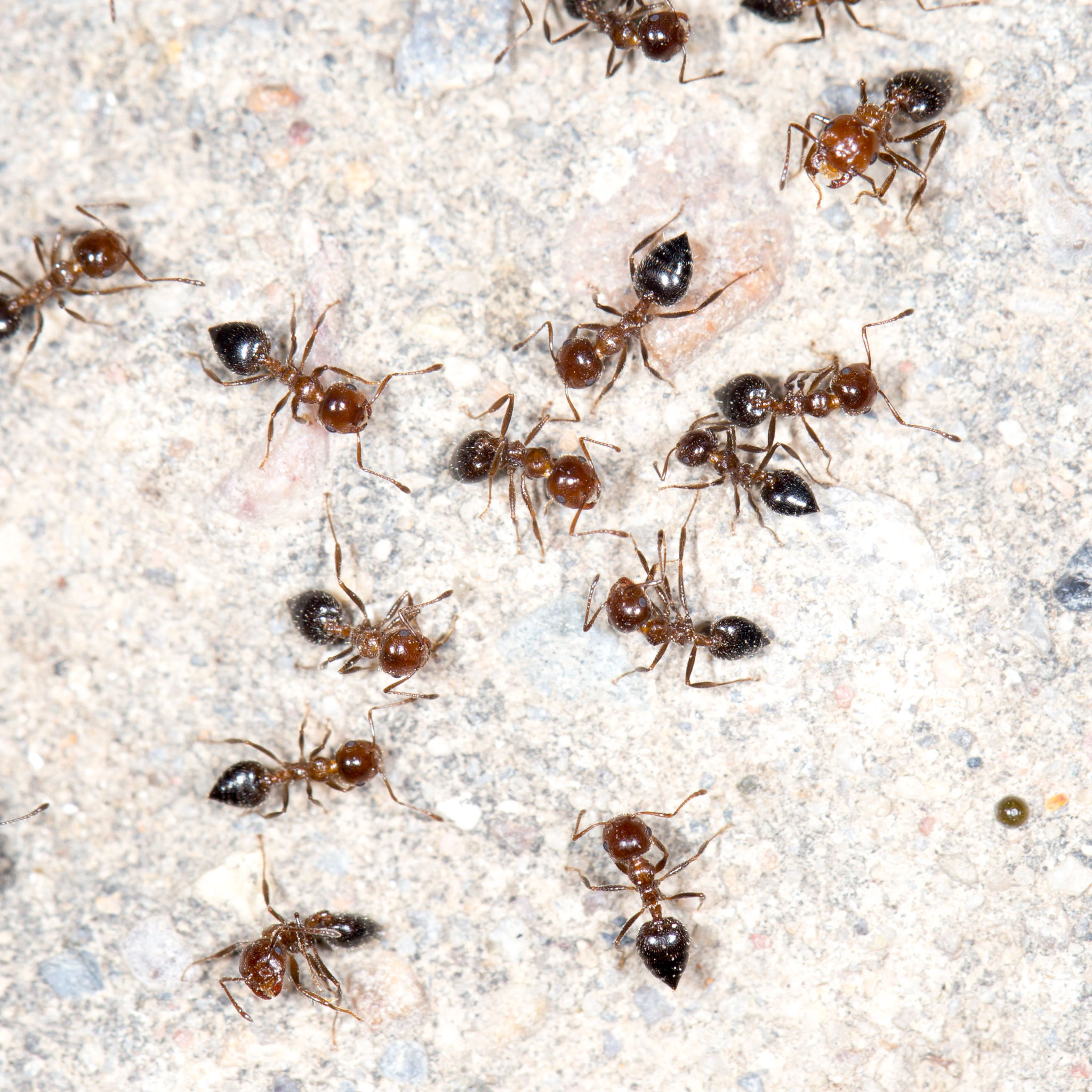Questions and Answers About Ants Control Services In Alexandria VA