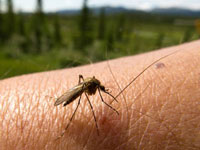 The Importance of Professional Mosquito Control in Glen Burnie