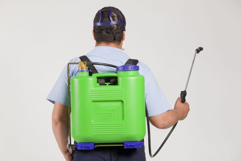 How to Achieve Stink Bug Control in Maryland