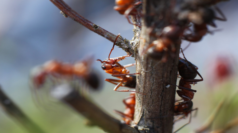 What Can Homeowners Expect Ants Control Services in Arlington VA?