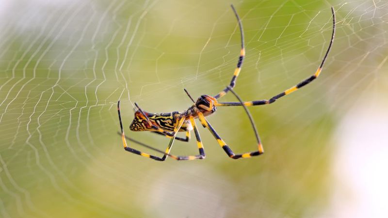 Obtain Quality Commercial Pest Control in Leominster, MA